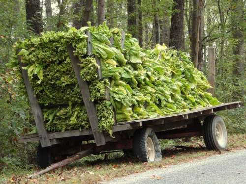 rural trailer flat tire tobacco plant