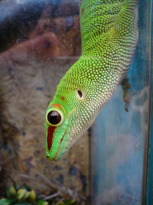 green lizard scales vibrant dots