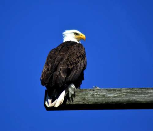 American bald eagle bird eagle 