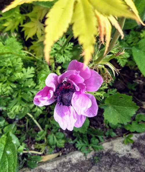 poppy purple flower Papaver somniferum opium poppy