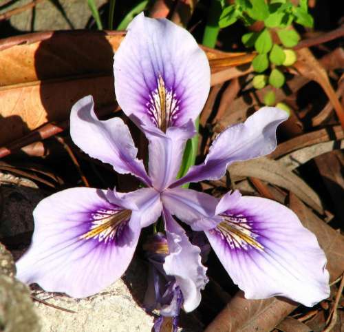 iris dwarf iris purple violet lavender