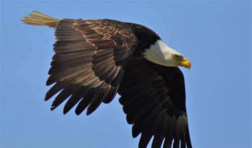 American Bald Eagle in flight eagle bald eagle flight 