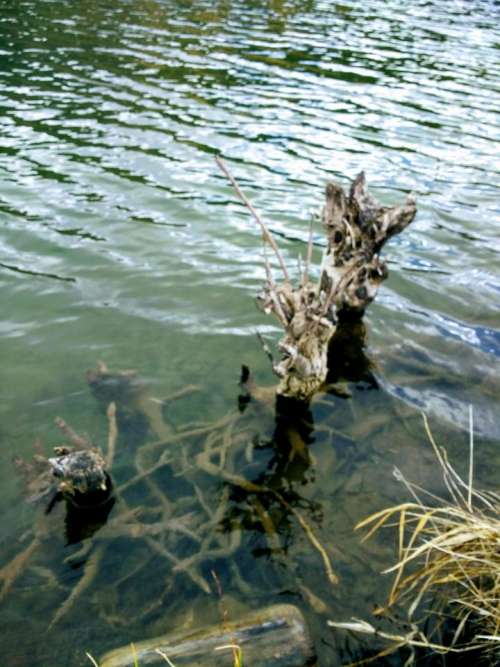 Tree stump water river  