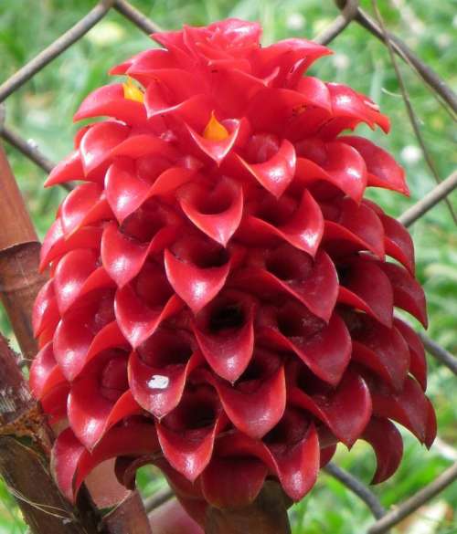 ginger red tropical flower plant