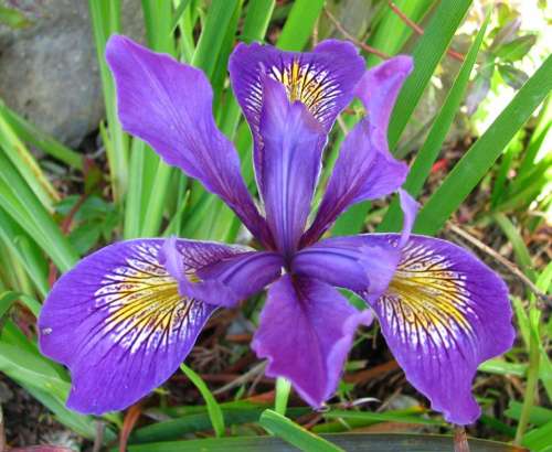 iris dwarf iris purple violet lavender