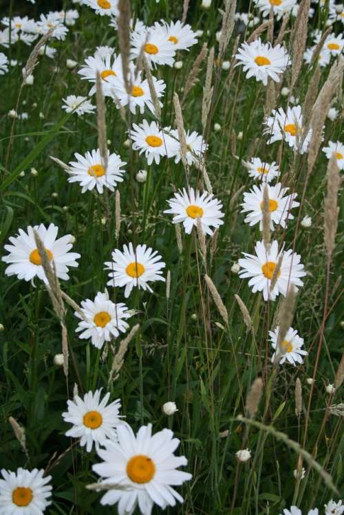 daisy   daisies white summer color