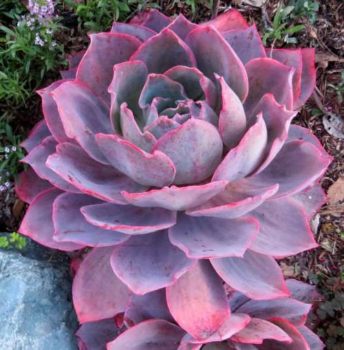succulent pink blue dry plant
