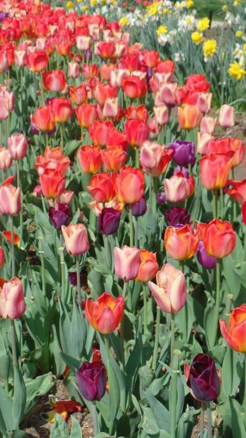 tulips flowers bulbs spring
