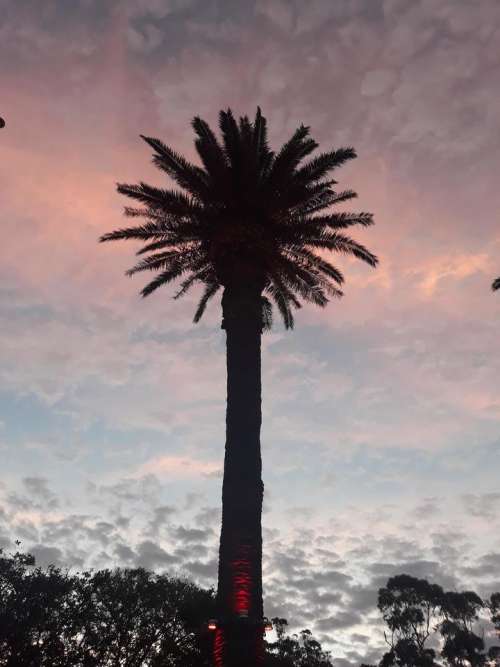 paalm tree sunset sunrise Australia 