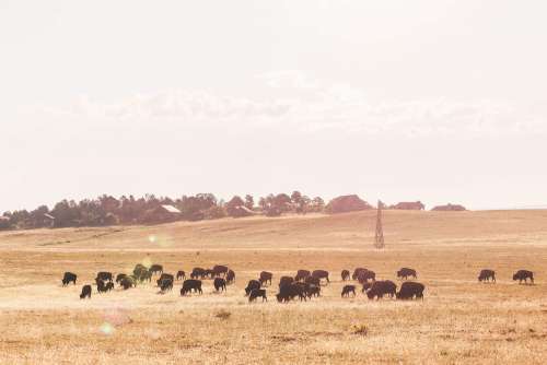 Buffalo Herd on a Field at Sunrise
