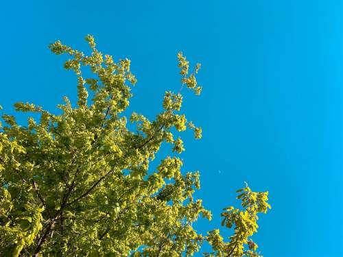 Green Tree Against Bright Cloudless Sky
