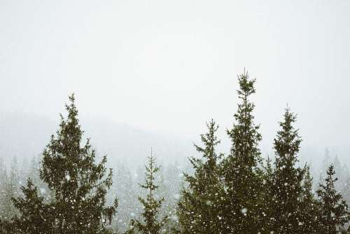 It’s Snowing in Forest