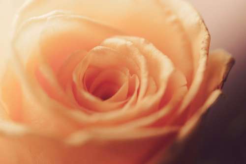 Orange Rose Bloom Blossom Close-Up