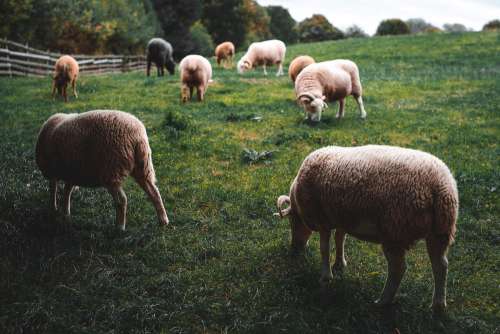 Sheeps Grazing
