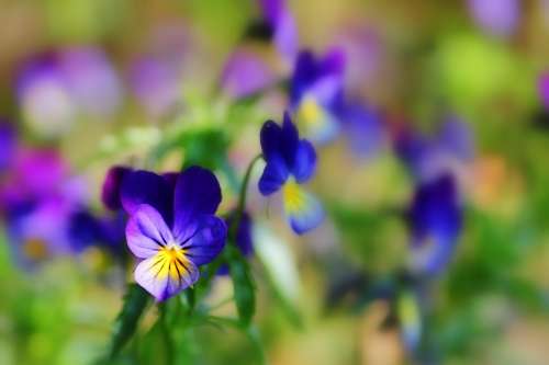 400–500 Flowers Pansy Plant Garden Spring