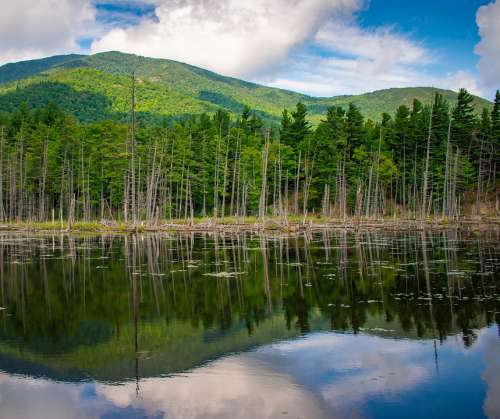 Adirondacks Trees Lake Nature Landscape Summer