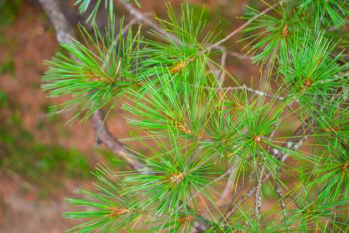 Adirondacks Pine Needle Outdoor Travel Environment