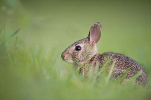 Adorable Rabbit Bunny Animal Cute Grass Nature