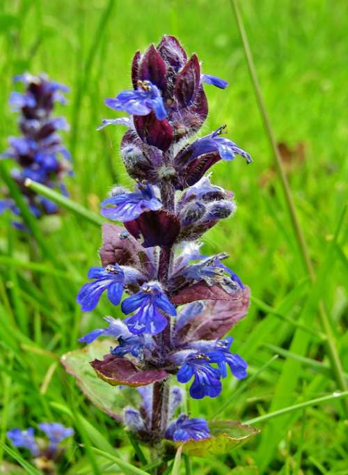 Ajuga Günsel Medicinal Plant Flowers Blue Purple