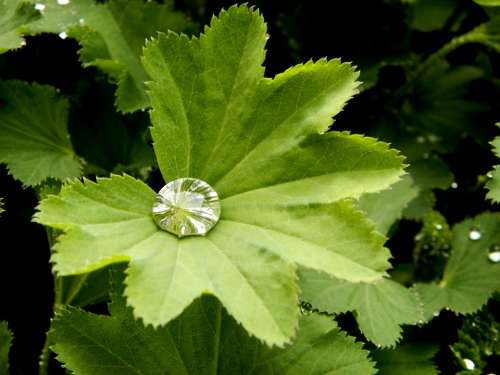 Alchemilka Drop Plant Letter Green Garden Wet