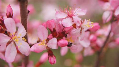 Almond Flower Bush Pink Pink Flowers Blossom