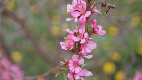 Almond Flower Bee Bush Pink Pink Flowers Blossom