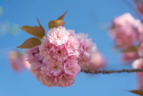 Almond Blossom Spring Nature Pink Bloom Tree