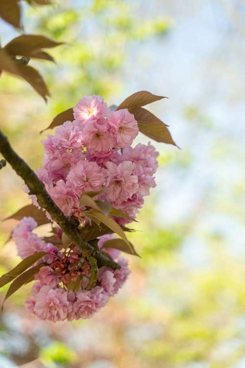 Almond Blossom Pink Spring Blossom Bloom Tree