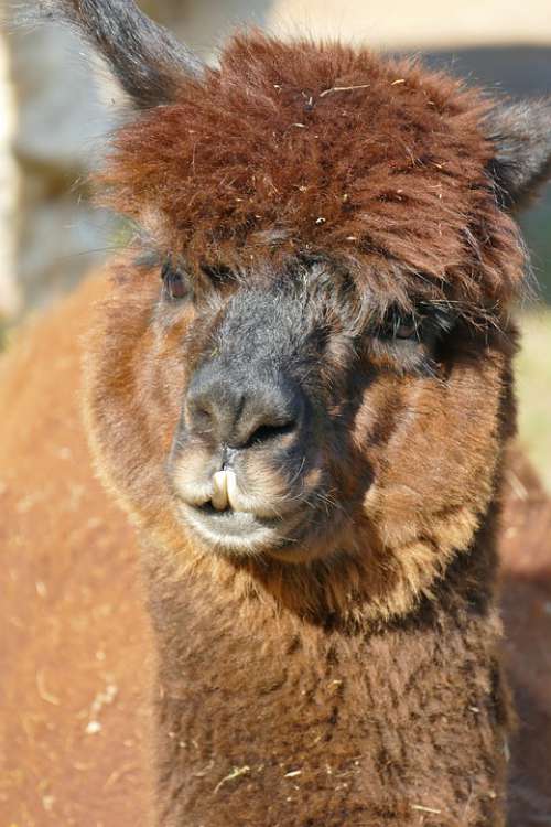 Alpaca Brown Head Mammal Animal Fur Fluffy