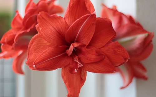 Amaryllus Red Voorjaarsbloem Beauty Decorative