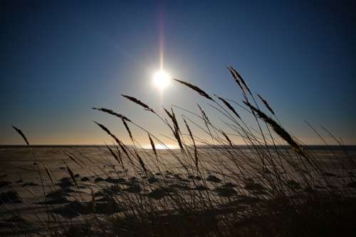 Amrum Sun Beach Marram Grass North Sea Wadden Sea