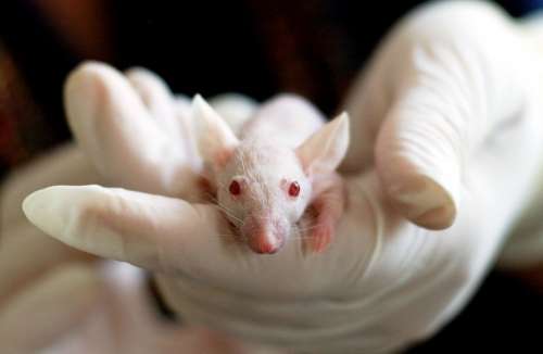Animal Mouse Experiment Laboratory Hand Cute