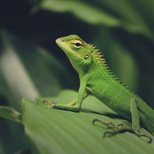Animal Nature Macro Natural Color Wild Lizard