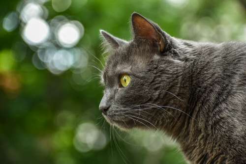 Animal Cat Grey Kitten Face Eyes Look