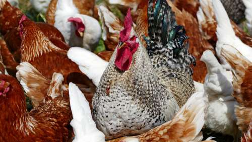 Animals Hahn Hens Poultry Animal Husbandry Light