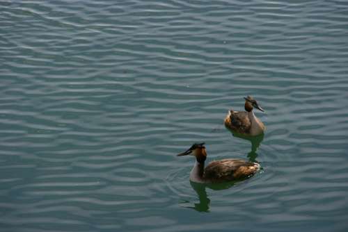 Animals Birds Nature Flying Wing Animal World