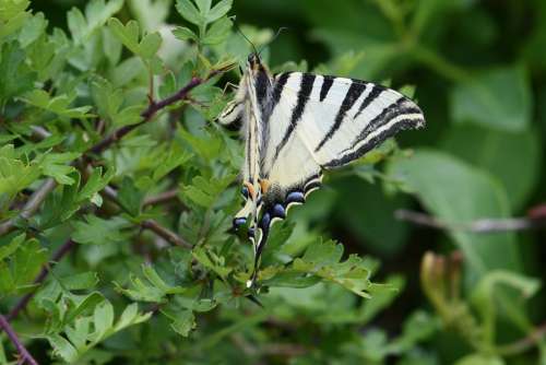 Animals Butterfly Fauna Butterflies Insects