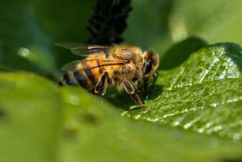 Animals Bee Insect Honey Bee Nectar Foraging