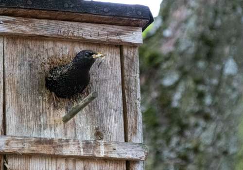 Animals Birds Songbirds Star Stare Nesting Box