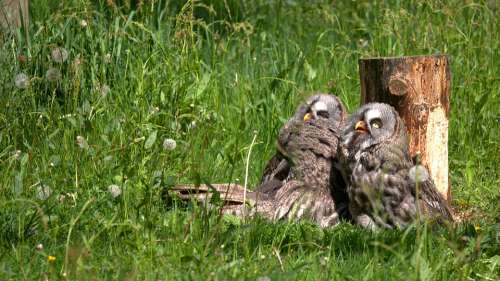 Animals Owl Bird Animal World Sun Worshippers