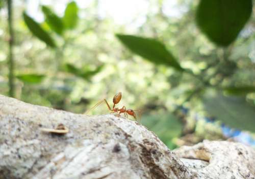 Ant Landscape Green Nature Forest Plants Animals