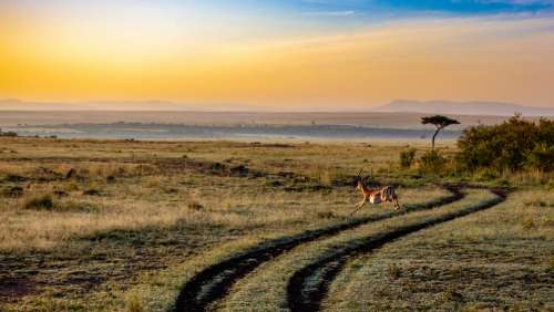 Antelope Sunset Kenya Dusk Mammal Africa