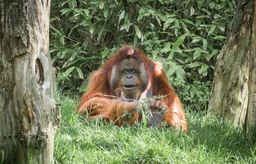 Ape Monkey Mammal Animal Primate Zoo Thinking
