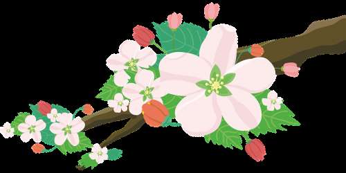 Apple Blossoms Flowers Nature Fruit Tree Spring
