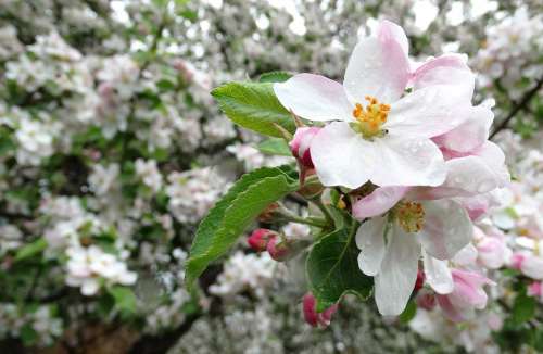 Apple Flowers Blossoming May Spring Flower Garden