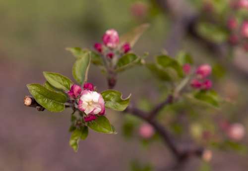 Apple Tree Blossom Branch Fruit Nature Red