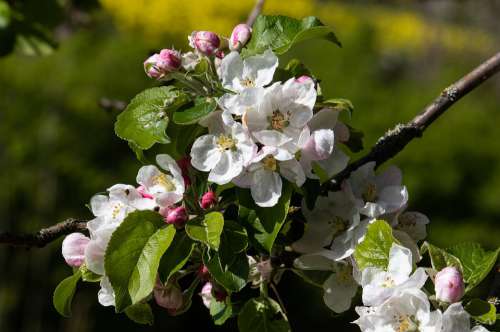 Apple Blossom Apple Tree Apple Tree Blossom White