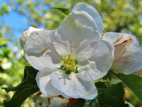 Apple Blossom White Apple Tree Spring Faded Garden