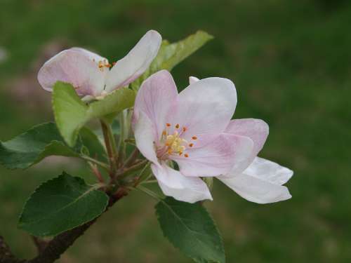 Apple Flower Flowering Nature