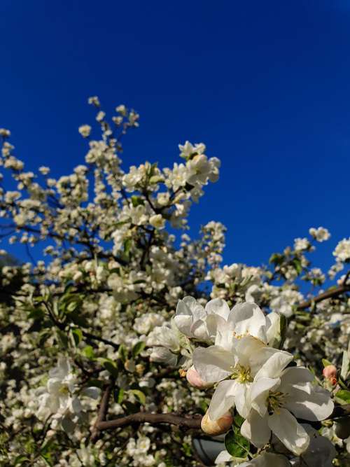 Apple Tree Blossom Spring Latvia Bloom White Riga